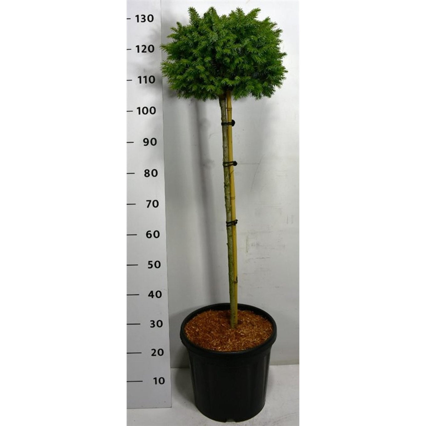 Serbgran – Picea omorika 'Nana' - 80 CM Stem C20
